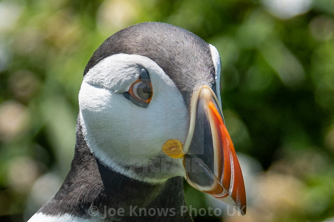 "Close in portrait of Skomer Island Puffin" stock image