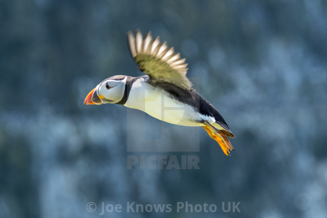 "Atlantic Puffin, Skomer Island flying to landing" stock image