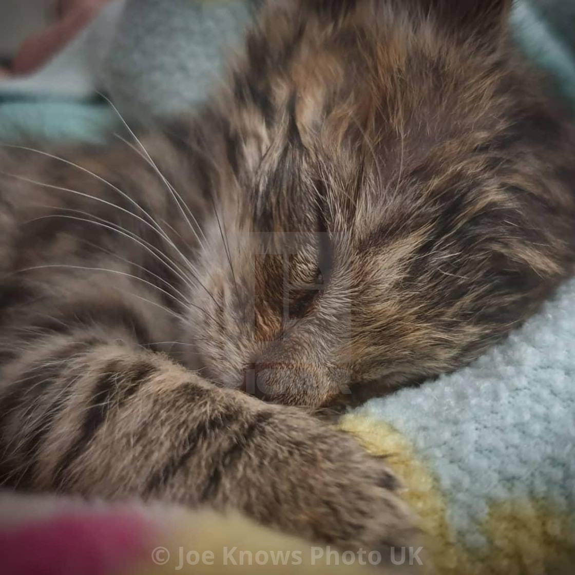 "Rescue kitten happy and safe, sleeping snuggled - rehomed" stock image