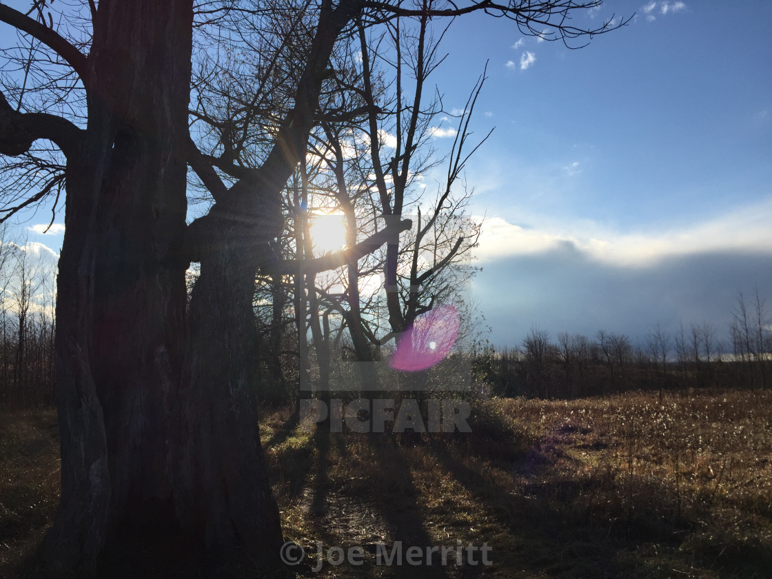 "Old trees capture time..." stock image