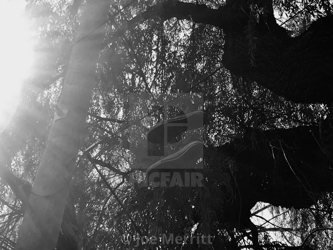 "Hanging out in the trees..." stock image