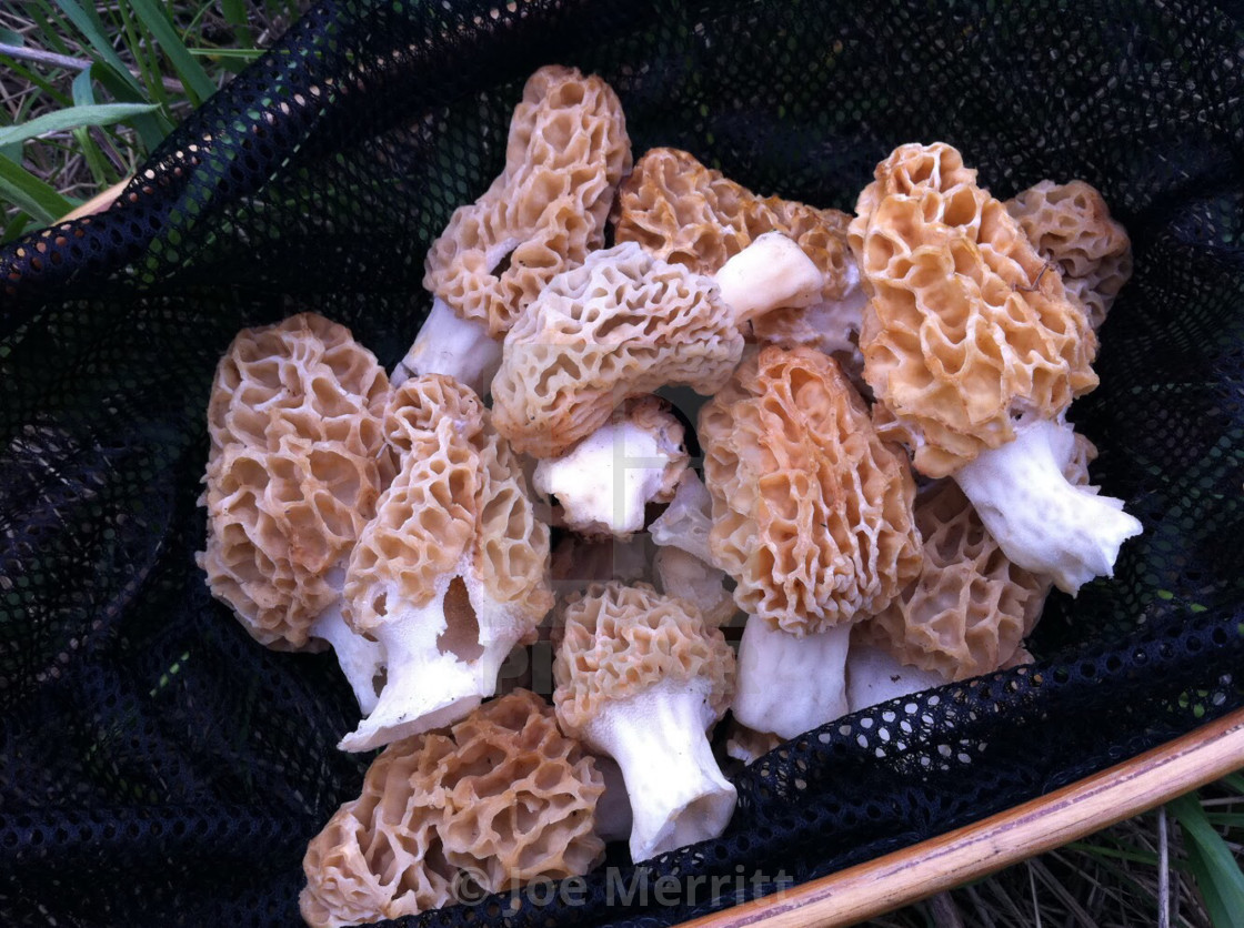 "Morel mushrooms..." stock image