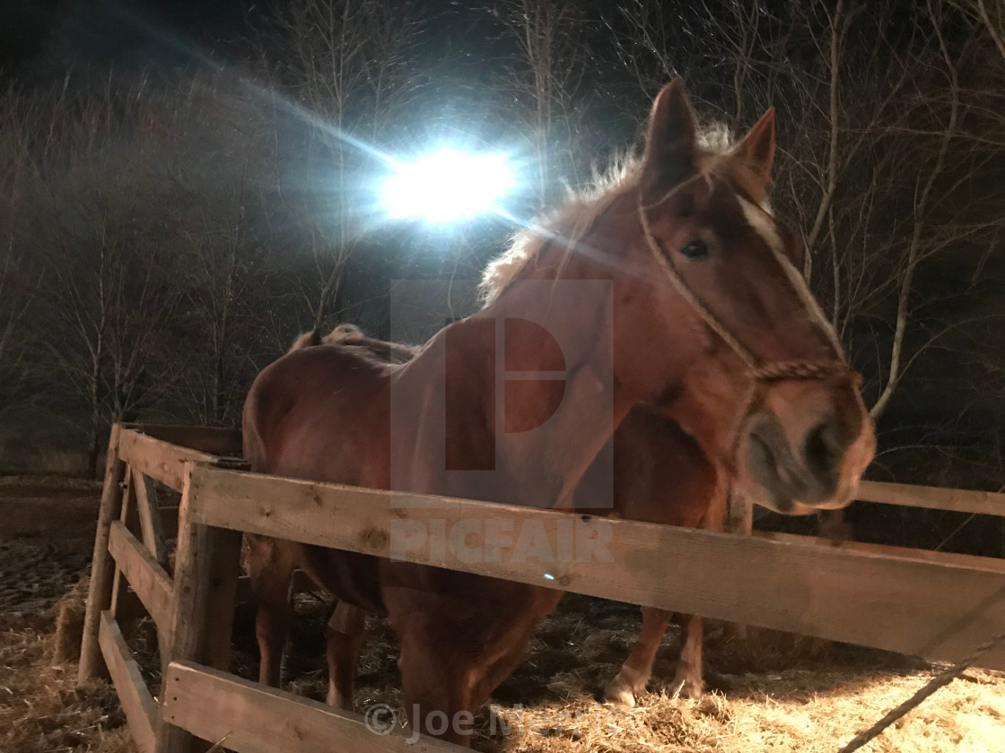 "The equestrian spirit..." stock image