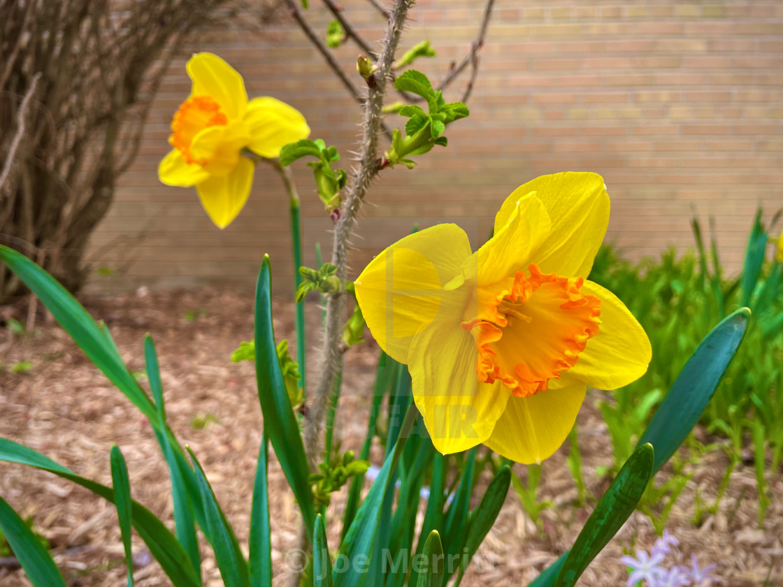 "Striking yellow, part 3..." stock image