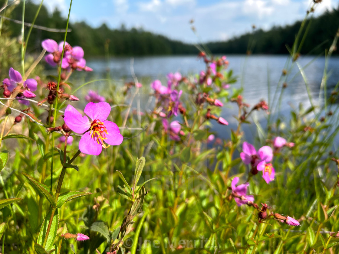 "Ontario Wildflowers…" stock image