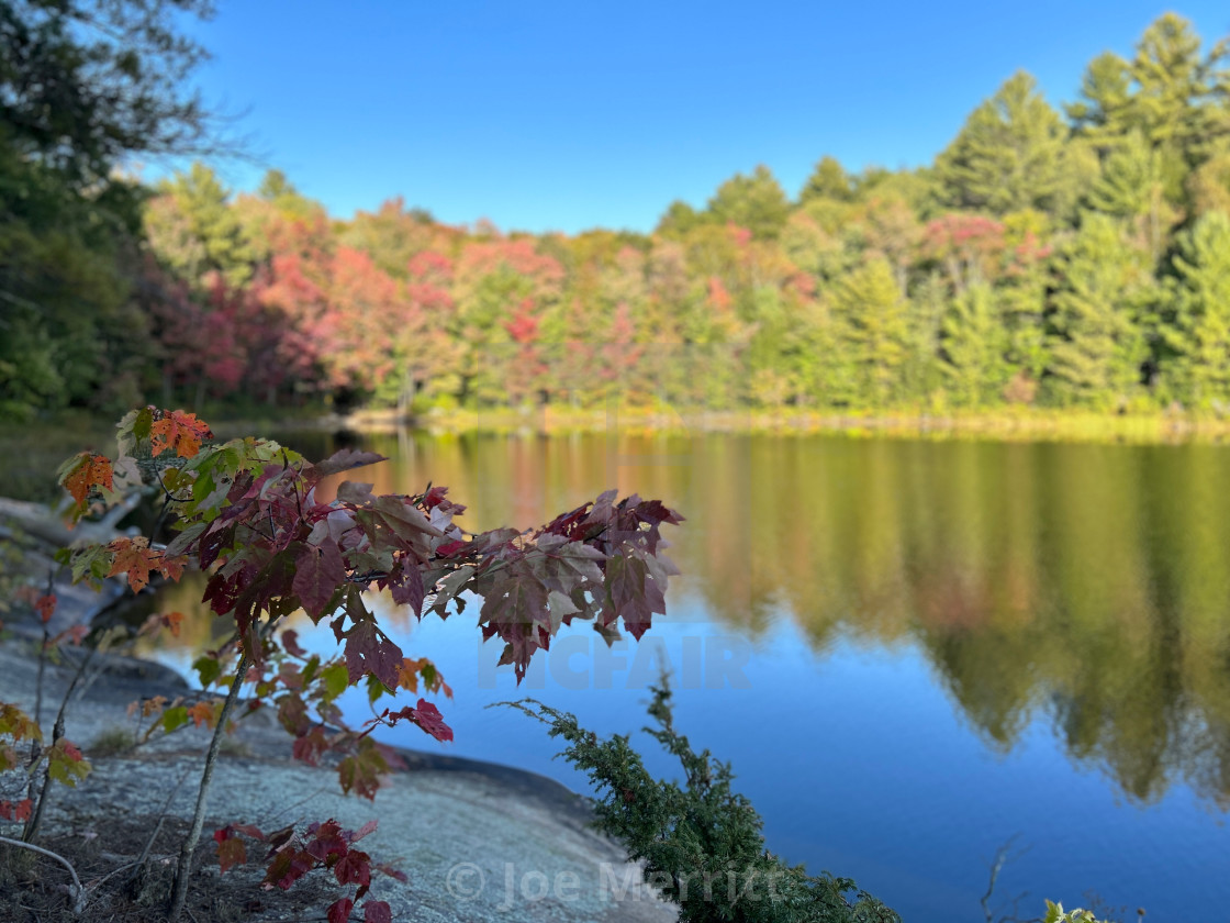 "Trees falling into water…" stock image