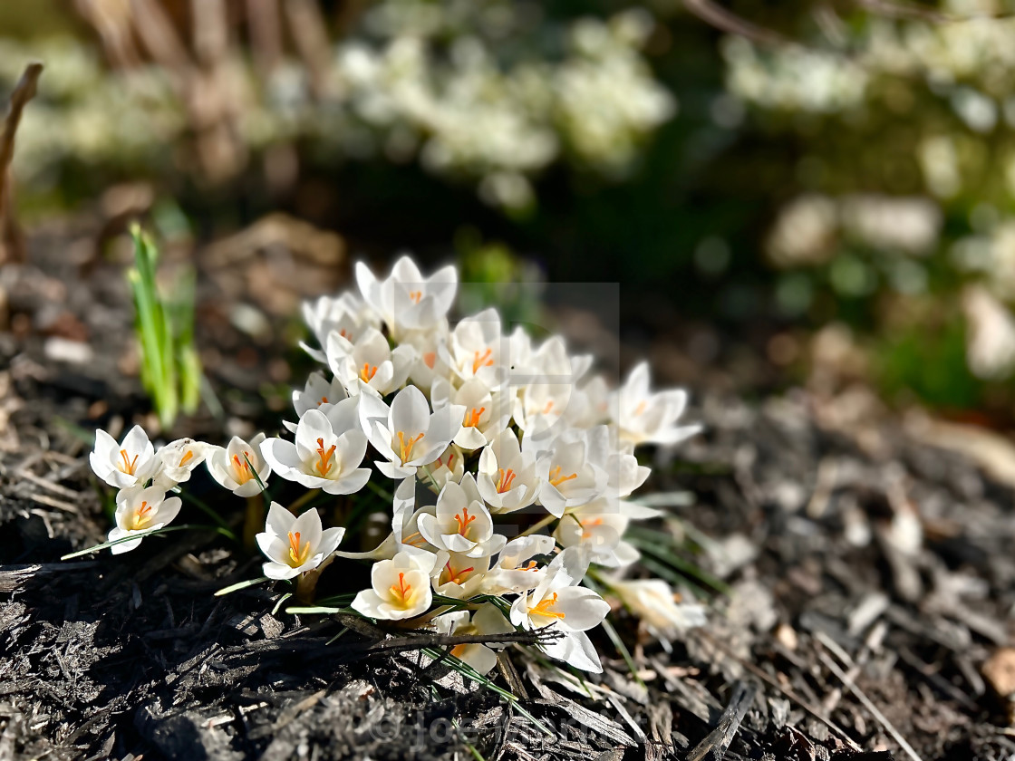 "Spring forward, but going backwards…?" stock image