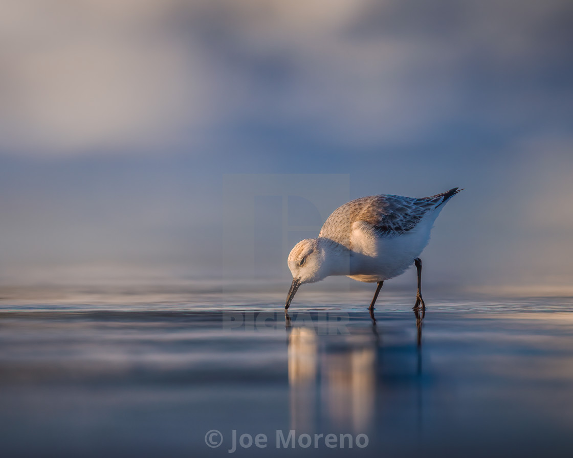 "Sanderling" stock image