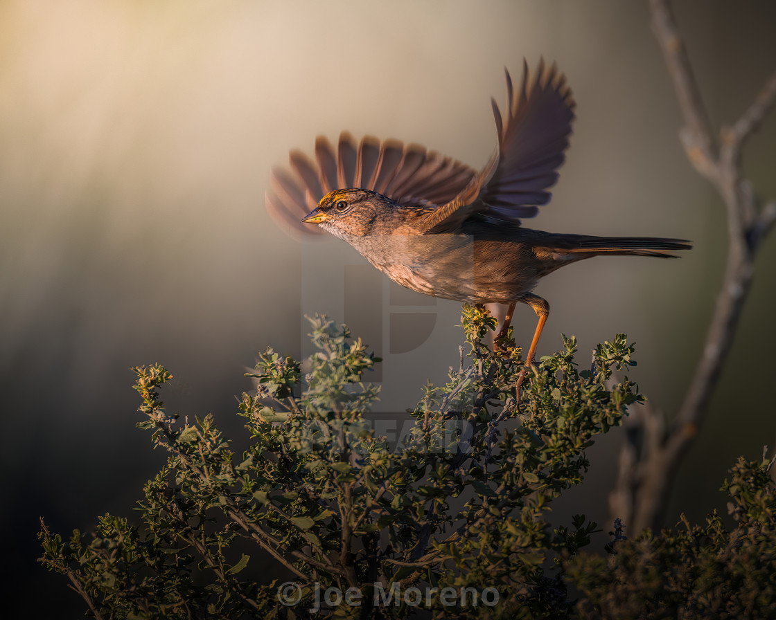 "Song Sparrow takes Flight" stock image