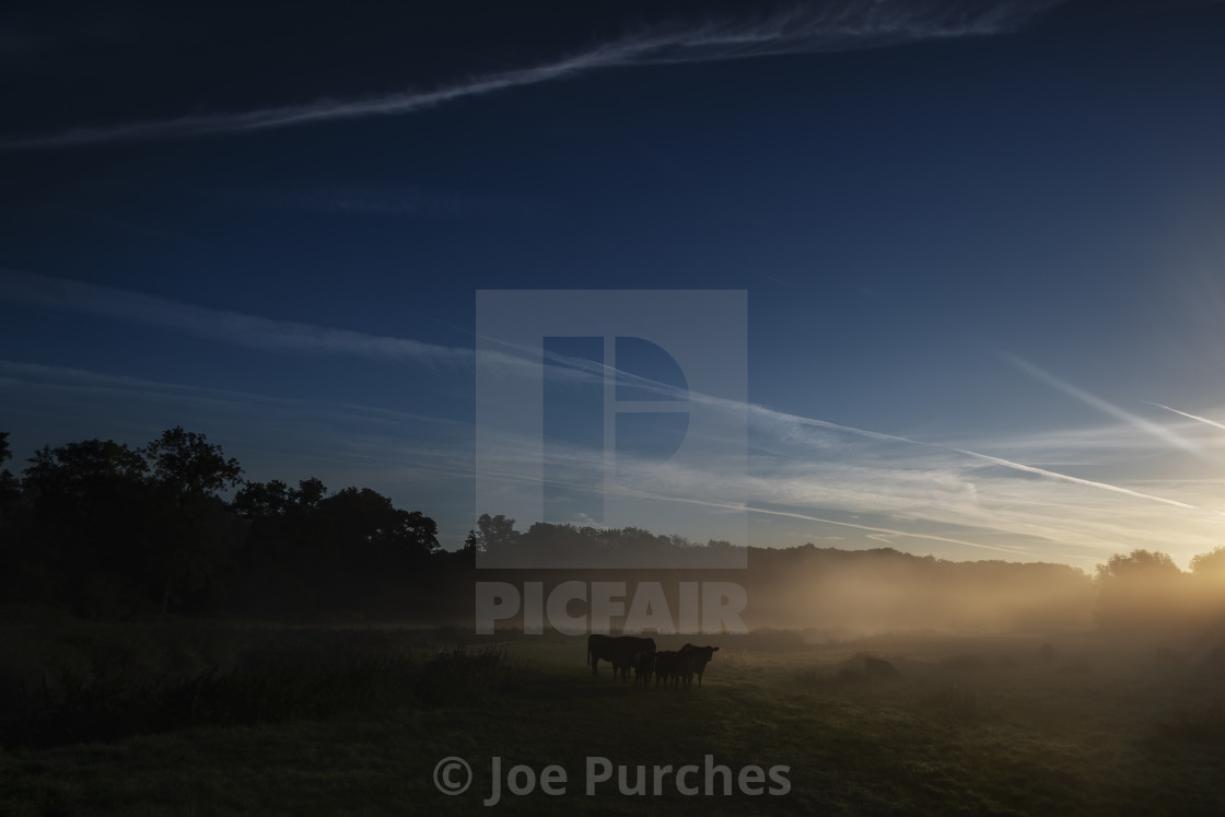 "Clearing mist reveals grazing cows" stock image