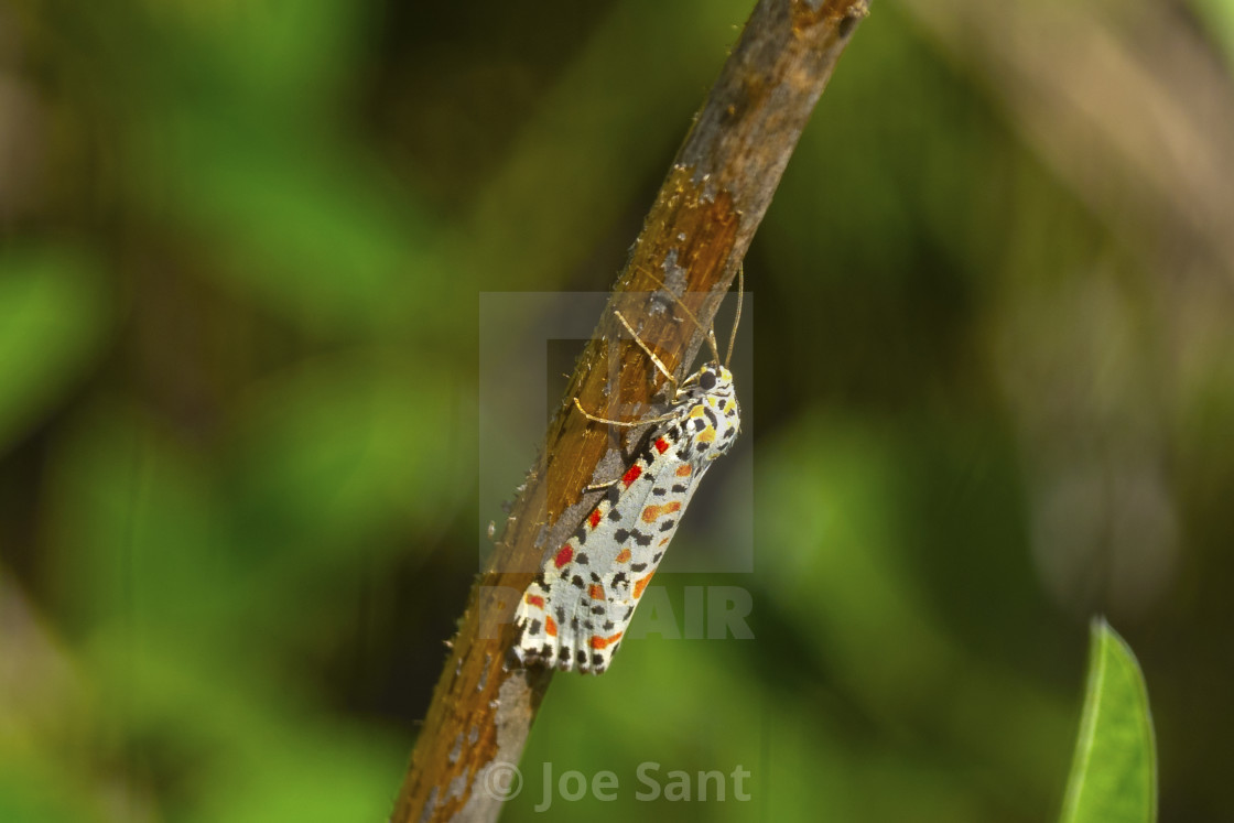 "Crimson-speckled flunkey, crimson-speckled footman, or crimson-speckled moth (Utetheisa pulchella)" stock image