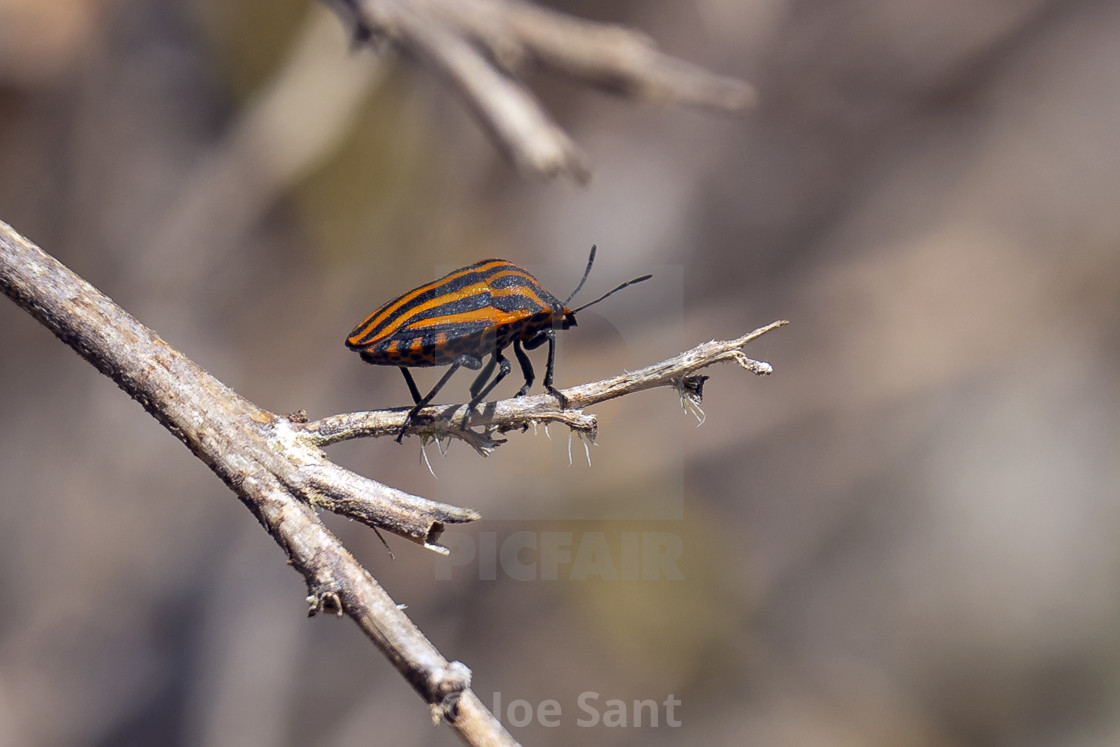 "Striped shield bug (Graphosoma) 4380" stock image