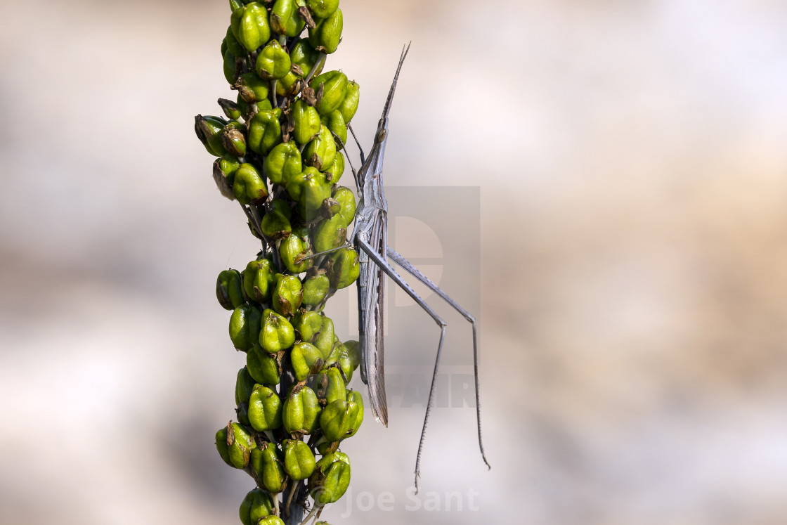 "Mediterranean slant-faced grasshopper (Acrida ungarica)" stock image