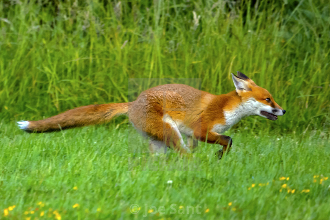 "Red fox (Vulpes vulpes)" stock image