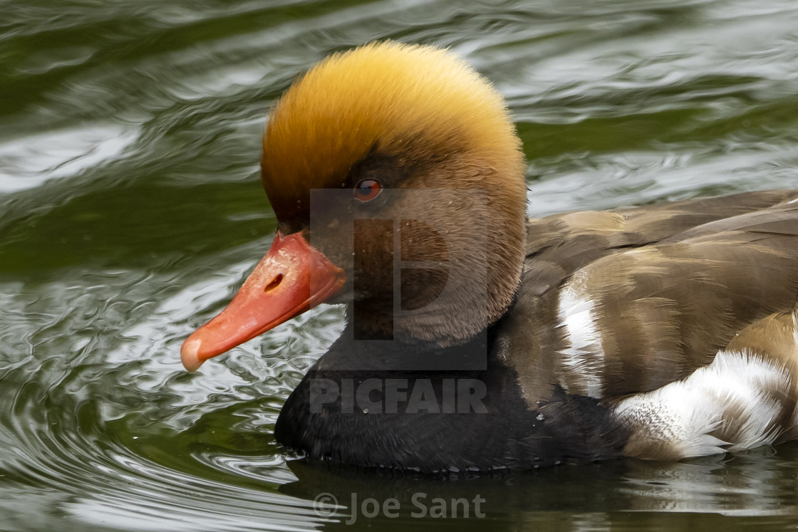 "Red-crested pochard (Netta rufina)" stock image