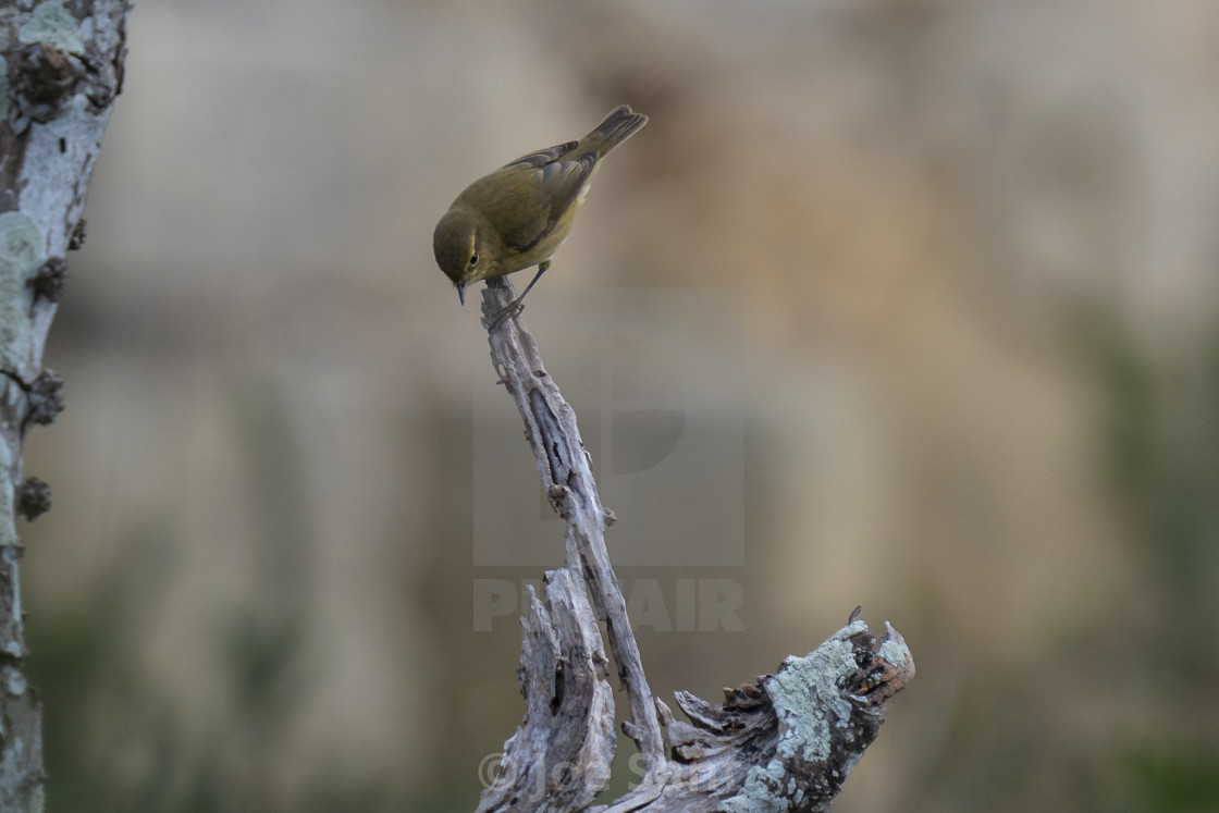 "Common chiffchaff (Phylloscopus collybita)" stock image