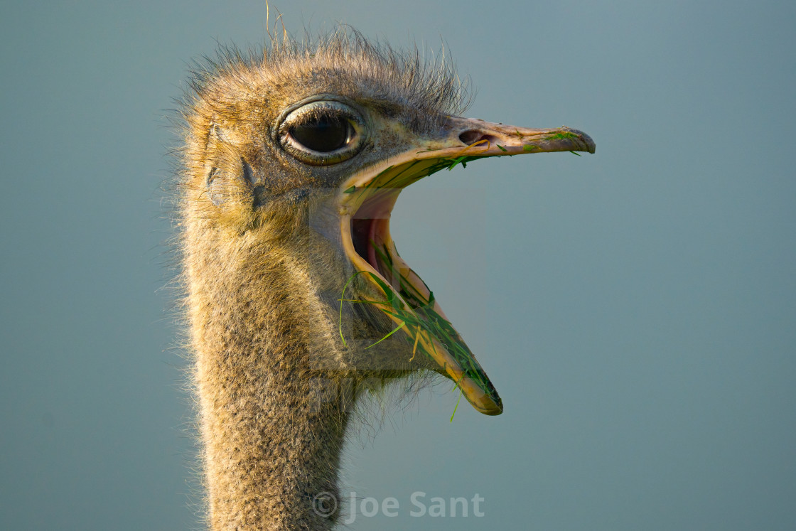 "Open Up! - Common ostrich (Struthio camelus)" stock image