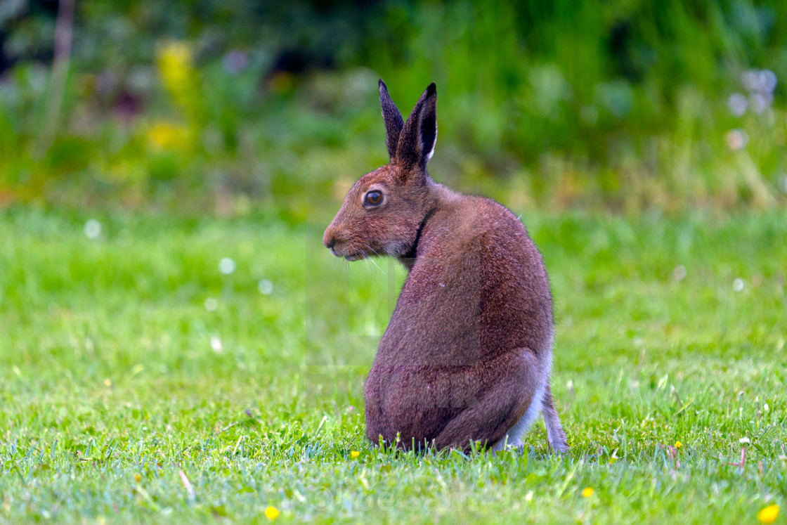 "Irish Hare (Lepus timidus hibernicus)" stock image