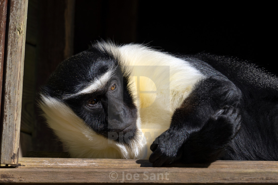 "Roloway monkey (Cercopithecus roloway)" stock image