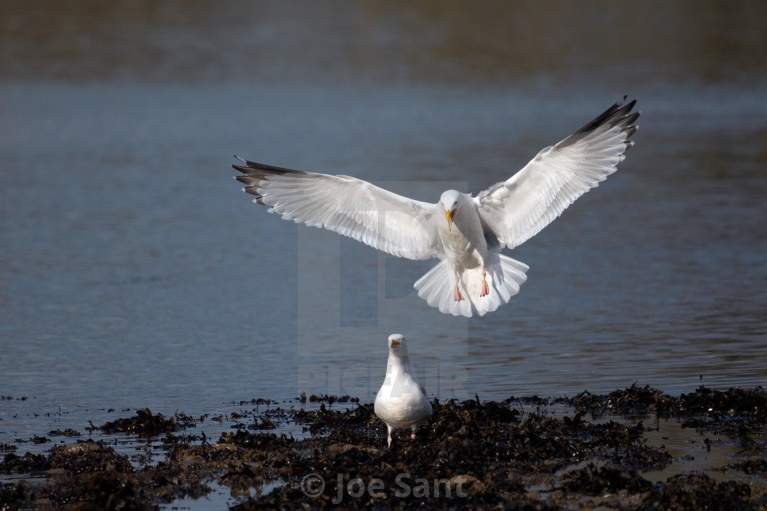 "European herring gull (Larus argentatus)" stock image