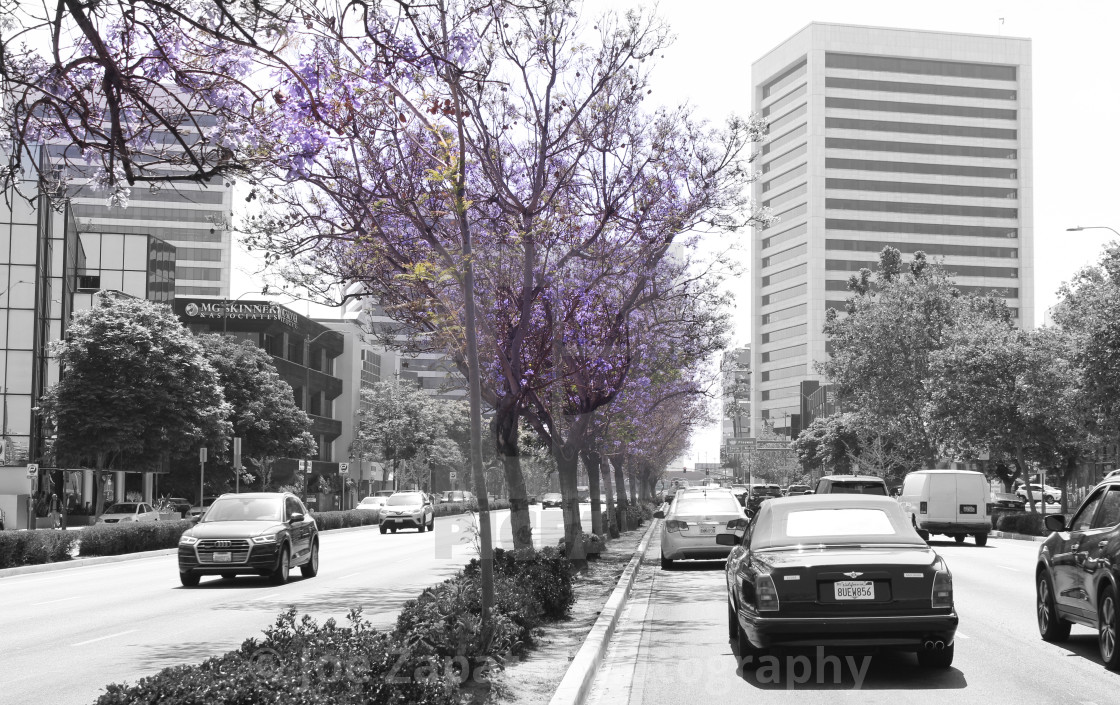 "Jacaranda Time" stock image