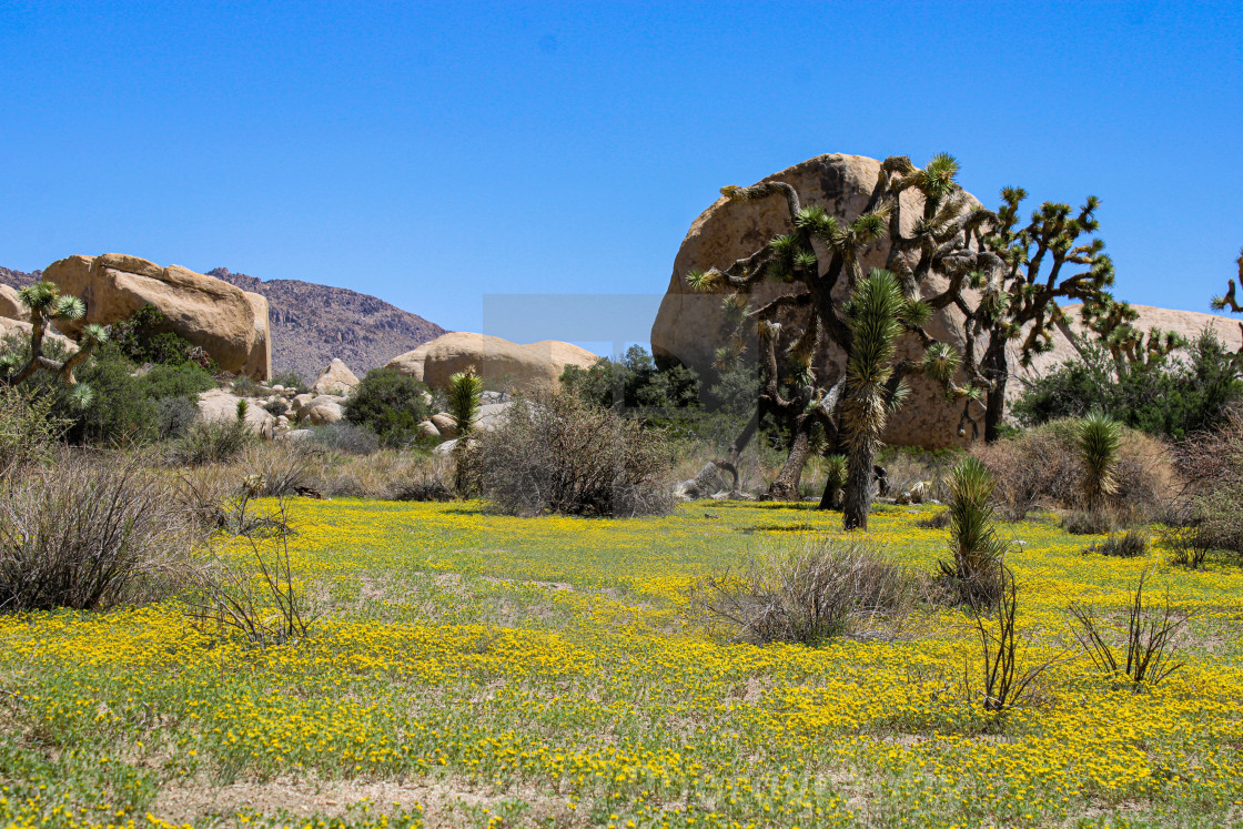 "Spring time in Joshua Tree" stock image