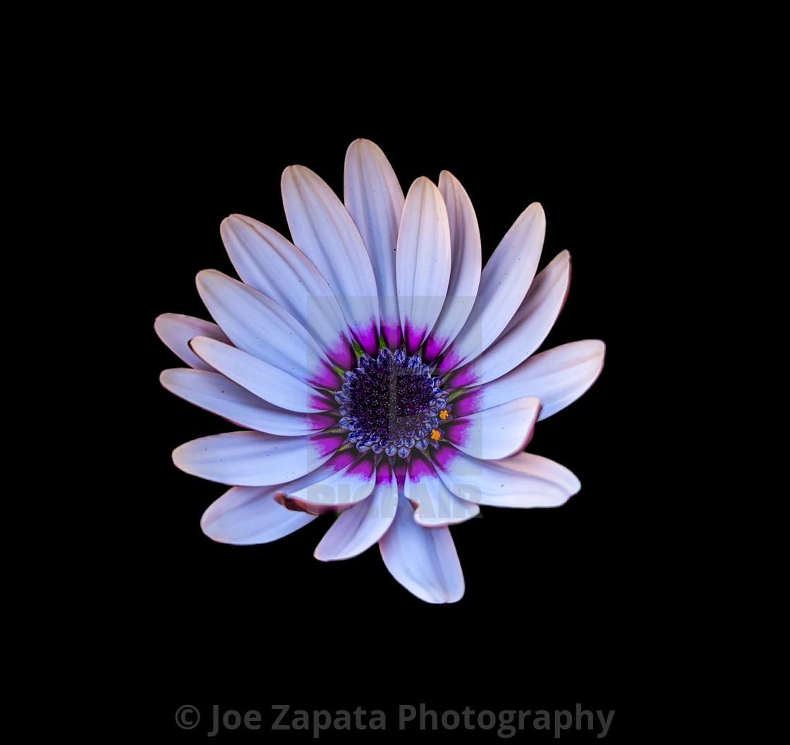 "White African Daisy" stock image