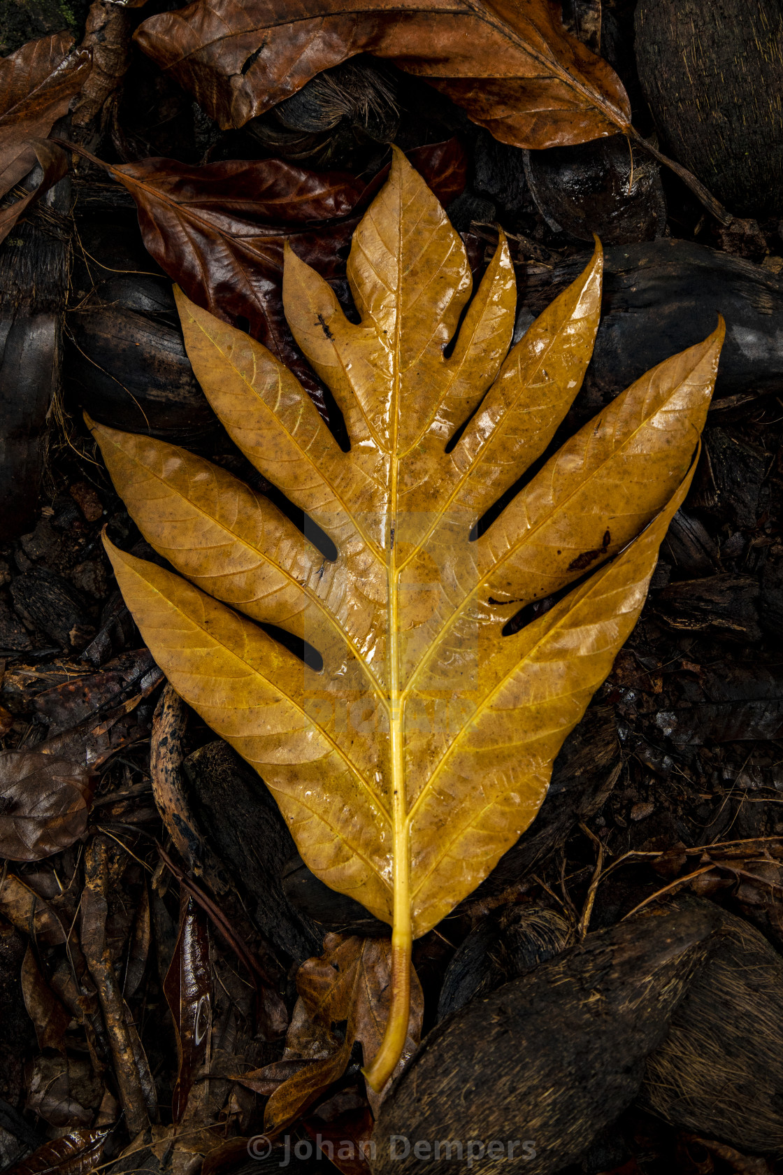"Leaf on ground" by Johan Dempers - $13.97 "Leaf on ground" stock image