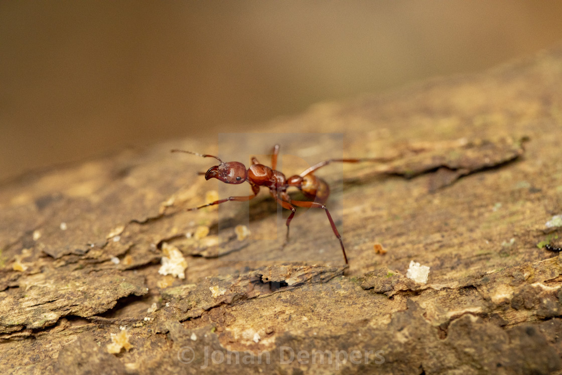 "Leafcutter Ant" by Johan Dempers - $13.97 "Leafcutter Ant" stock image