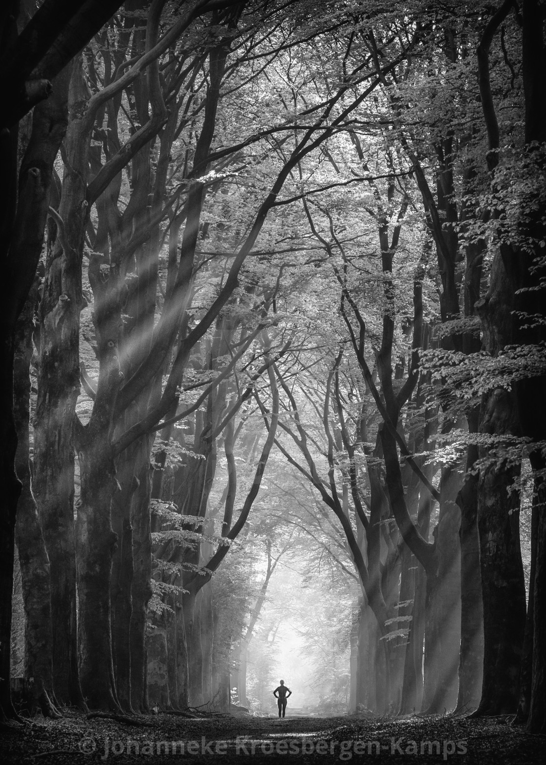 "Forest run" by Johanneke Kroesbergen-Kamps - $15.41 "Forest run" stock image