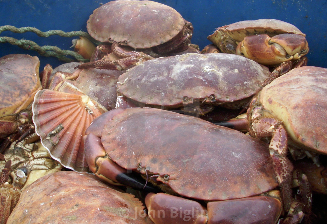 "Live crabs and shellfish" stock image