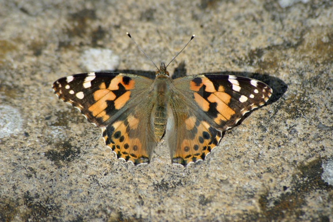 "Painted lady butterfly" stock image