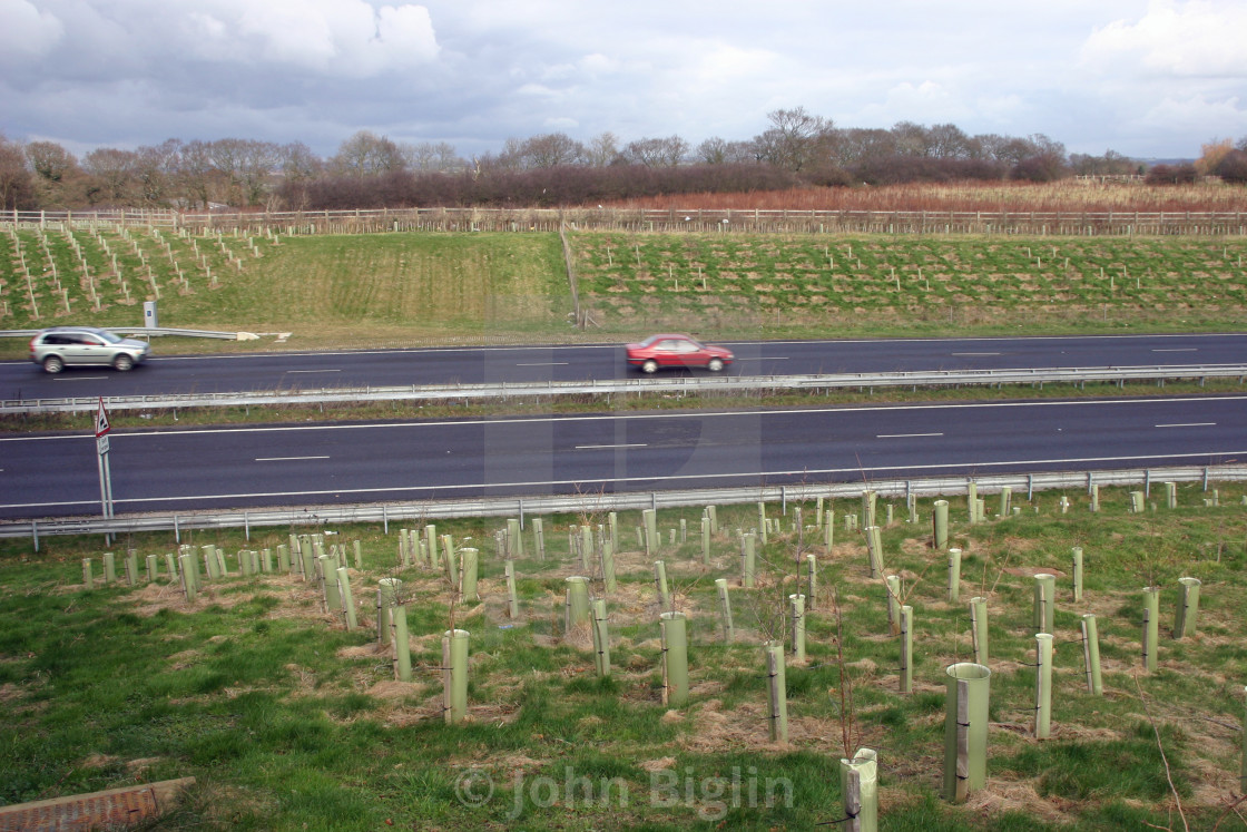 "Trees planted by road" stock image