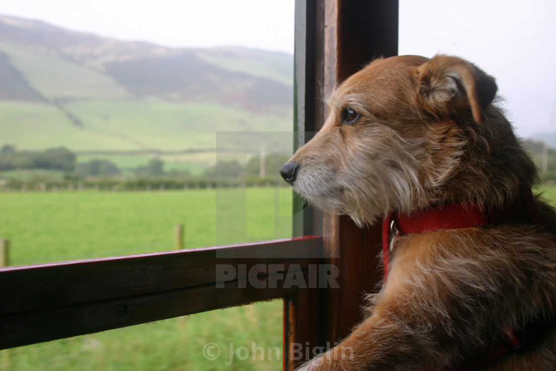 "Dog looking out of railway carriage window" stock image