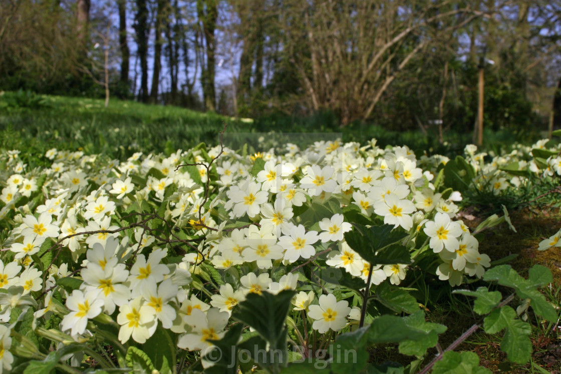 "Primroses on woodland edge" stock image