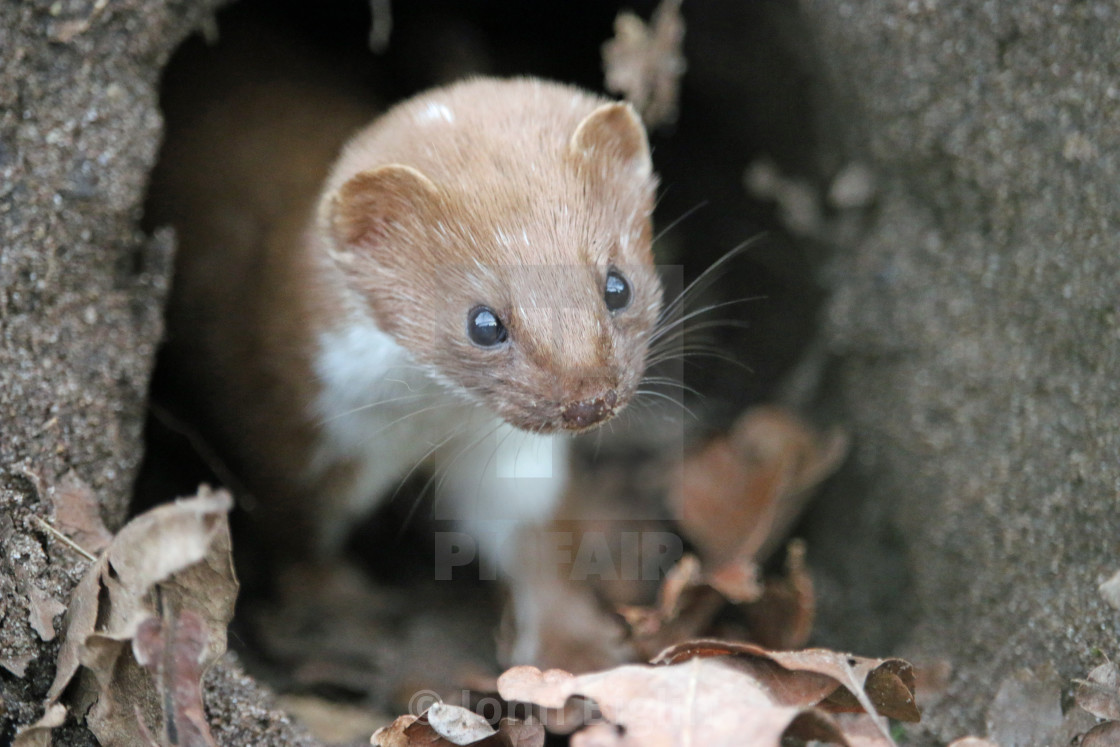 "Weasel looking out of a hole" stock image