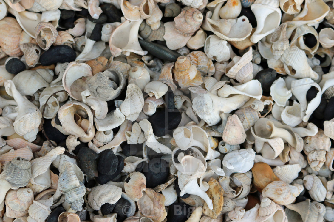 "Shells on a stony beach" stock image