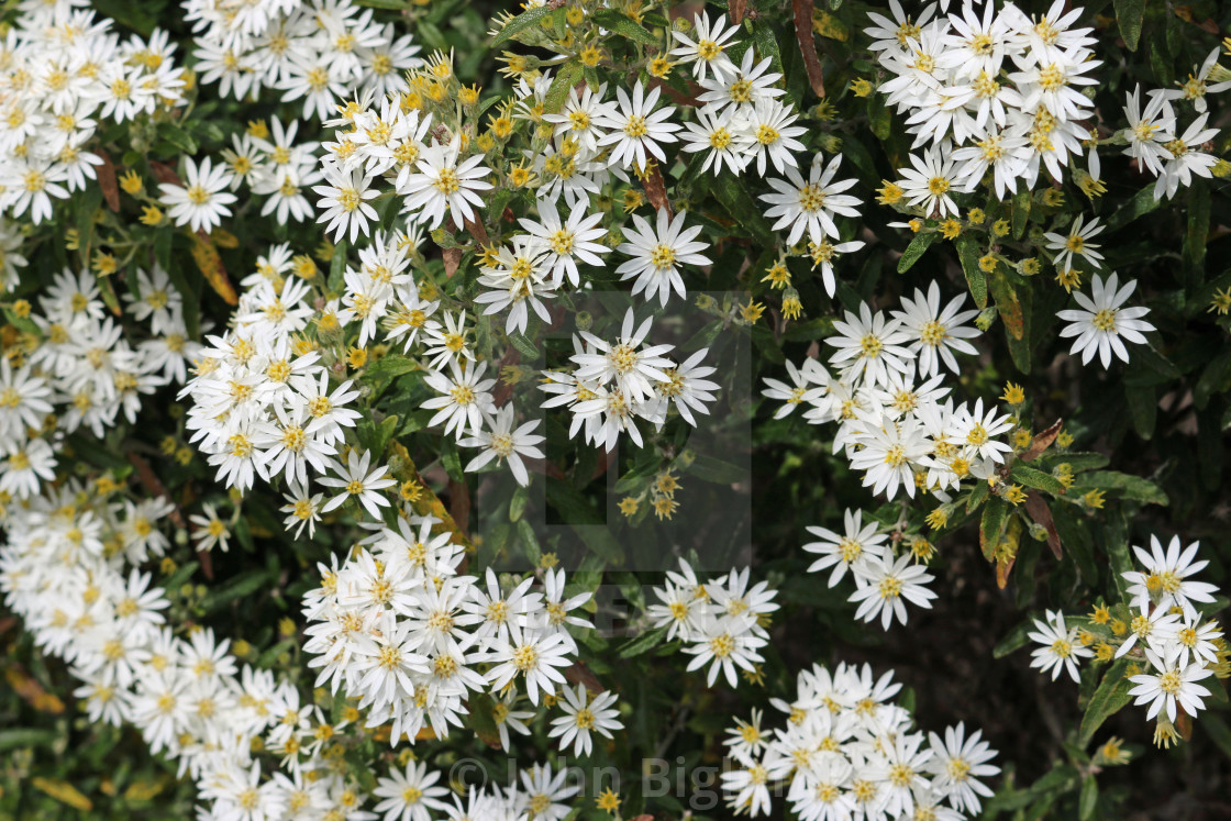 "Scilly daisy bush in full flower" stock image