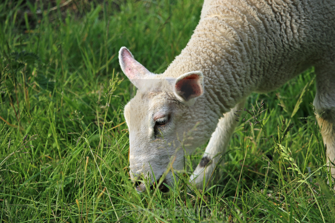 "White sheep grazing" stock image