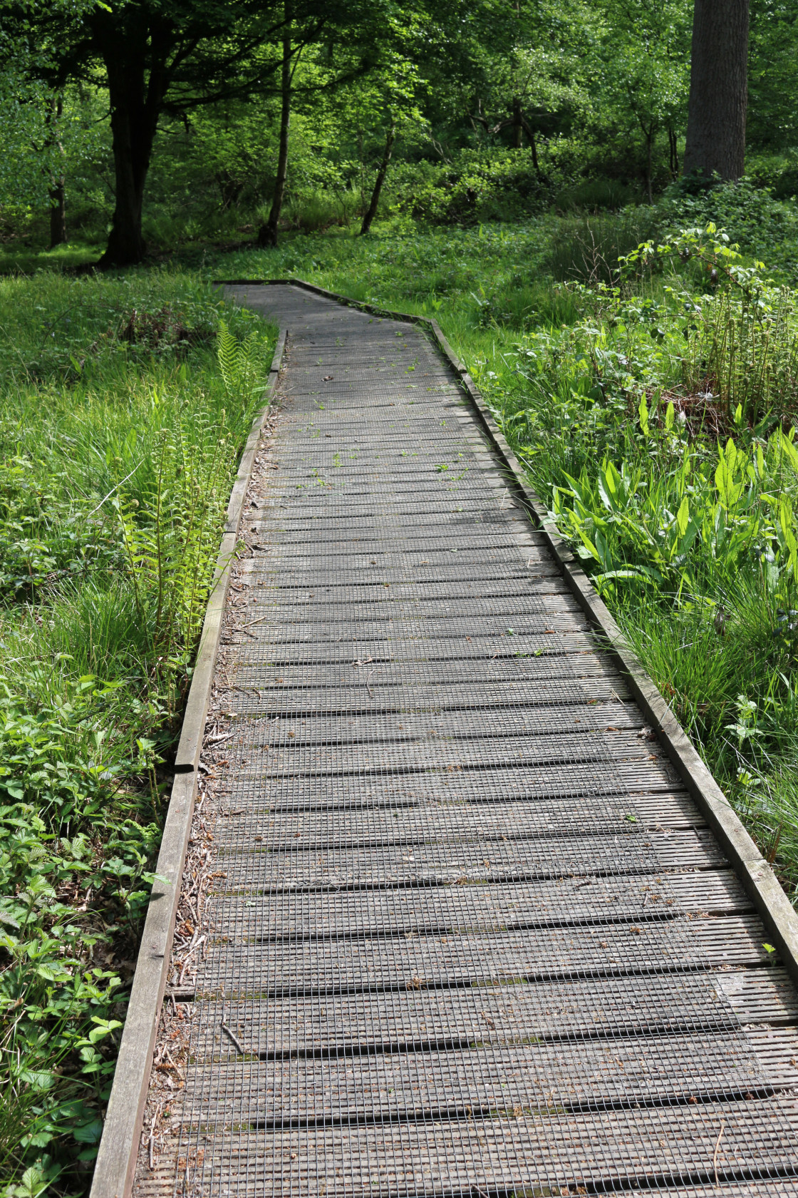 "Boardwalk in woodland" stock image