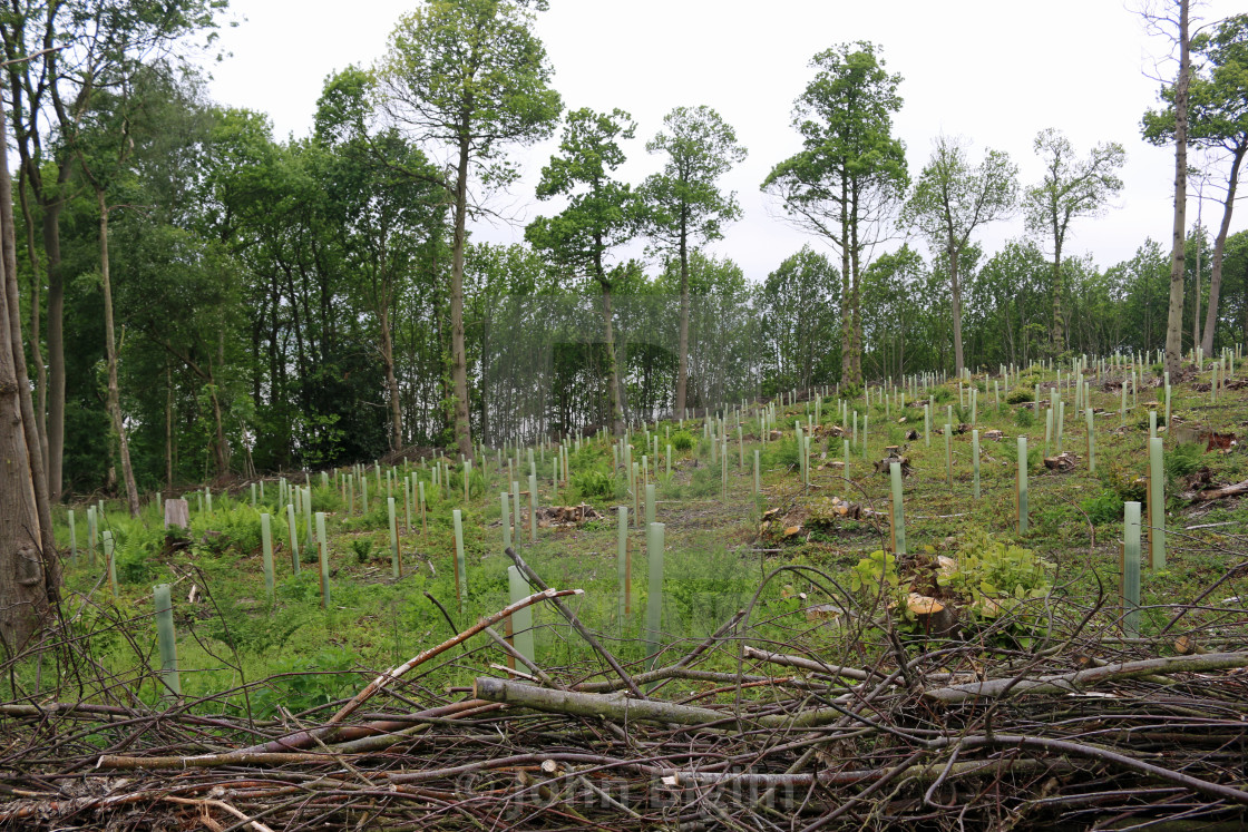 "Coppice wood with newly planted trees" stock image