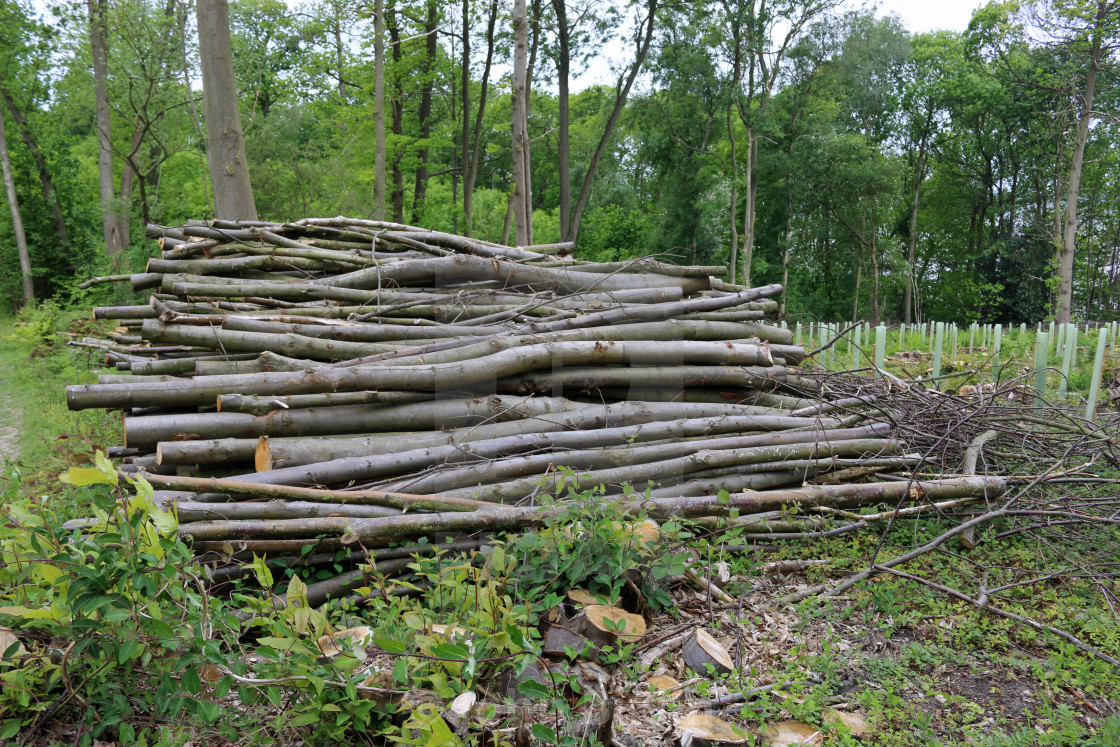 "Stacked cord wood in coppice woodland" stock image