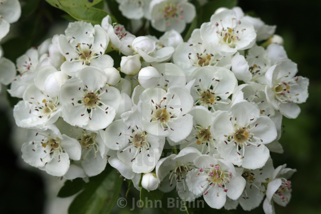 "Hawthorn flowers in close up" stock image