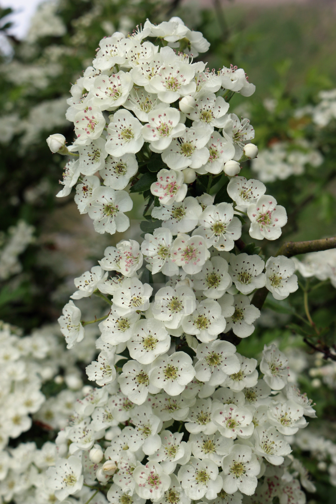 "Hawthorn flowers in close up" stock image