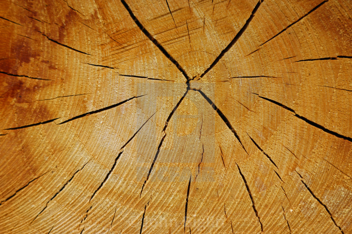 "Cross section of log with growth rings" stock image