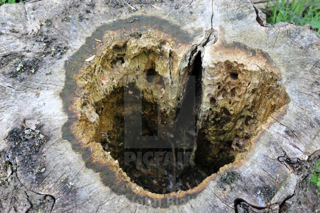 "Hollow rotten tree stump" stock image