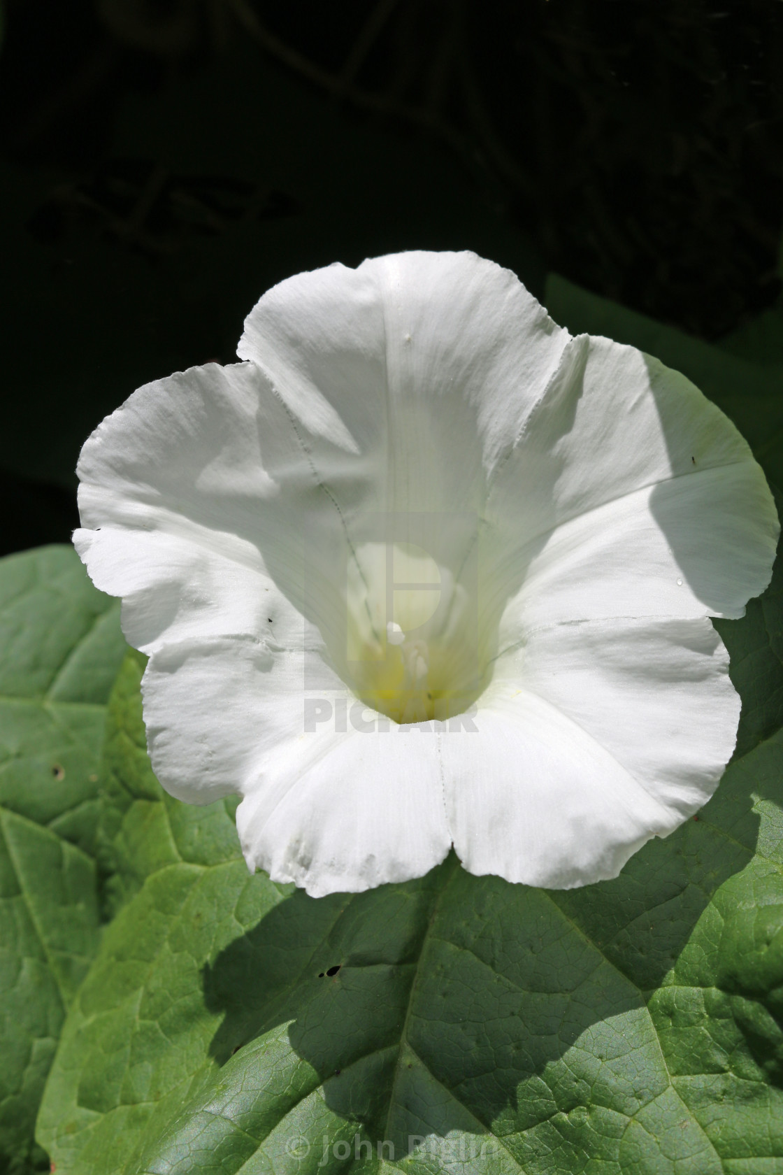 Hedge Bindweed Flower License Download Or Print For 9 92 Photos Picfair It also grows well and quickly from the seeds it produces each year. picfair