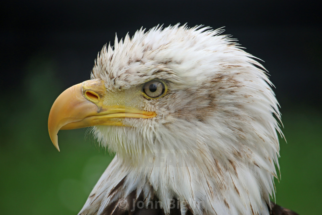 "Head and shoulders of a sub-adult American bald eagle" stock image