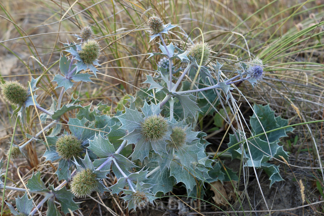 "Sea holly on sand dune" stock image