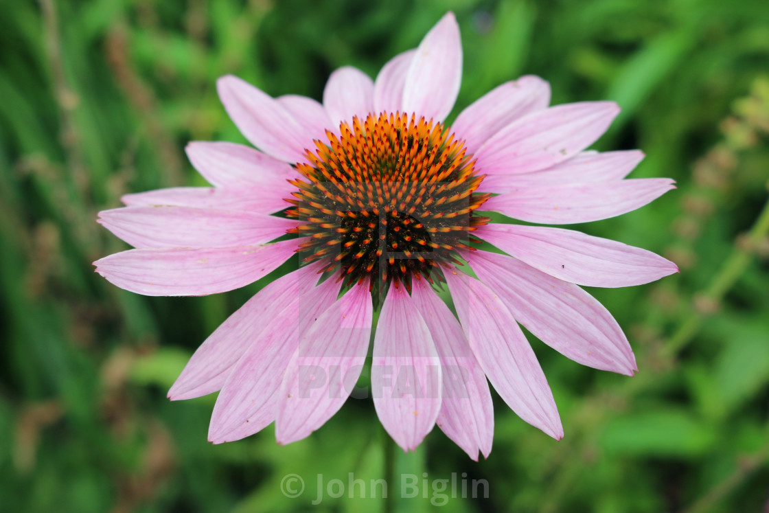 "Pink and orange Echinacea flower" stock image